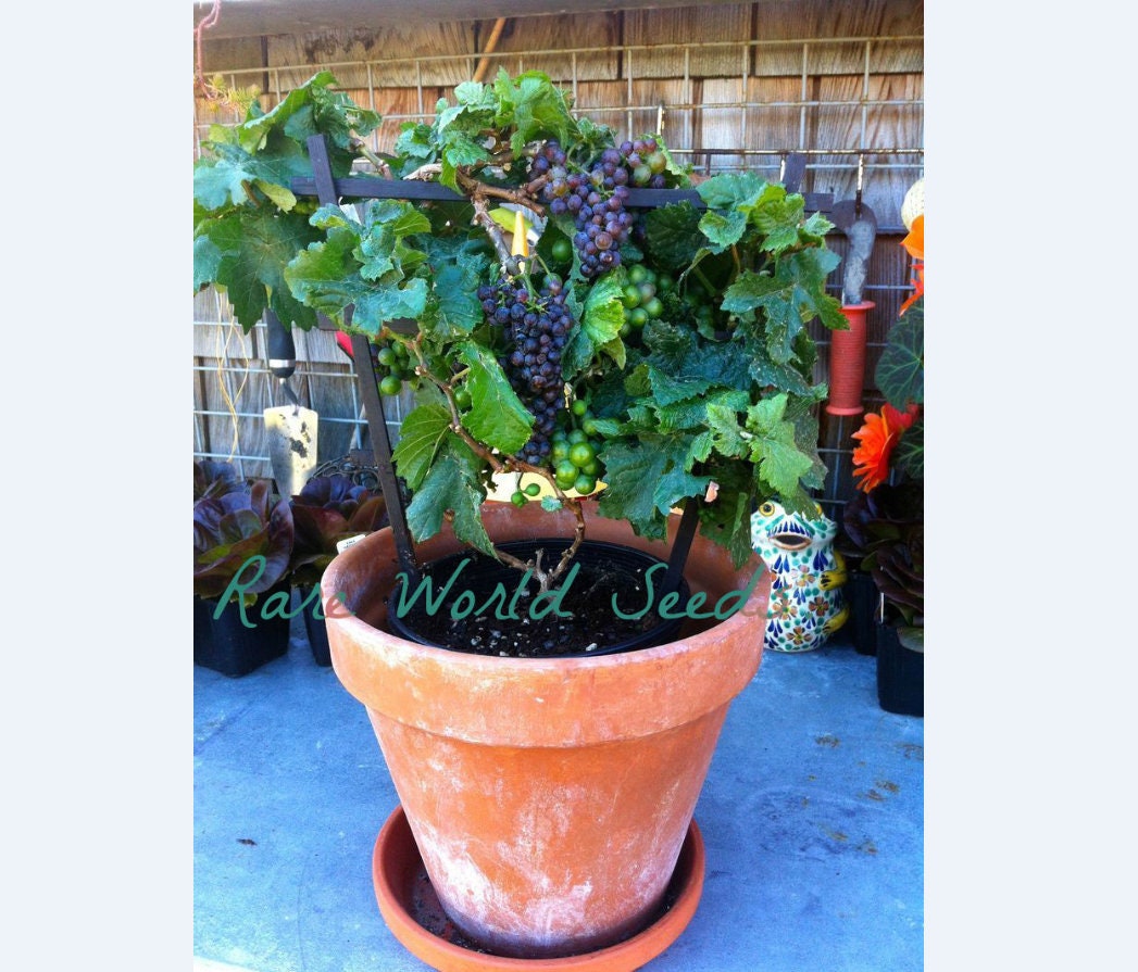 Seeds VERY Small and HARDY zone 3 Grape Vine Pixie Grape Etsy