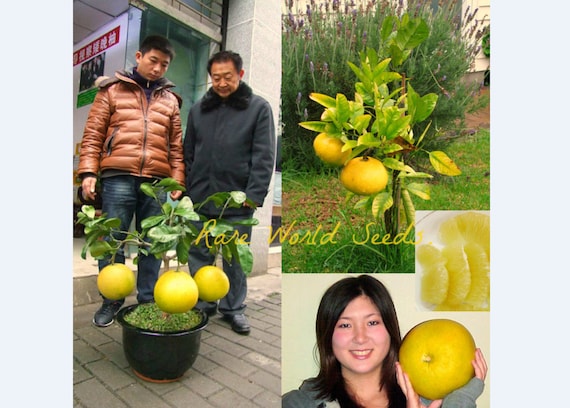 Unique and Ornamental CITRUS Mini Pomelo Pomello tree 'Dwarf kao  Pan' Grapefruit! Fruit start developing only 10” from the base