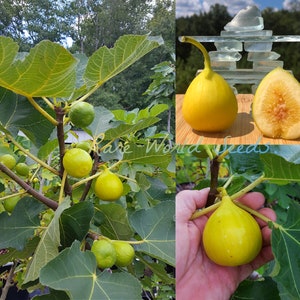 Könnte beinhalten: Eine Collage von Bildern mit Feigen. Ein Bild zeigt einen Feigenbaum mit grünen und gelben Feigen. Ein weiteres zeigt eine ganze gelbe Feige und eine halbierte Feige, die das Innere zeigt. Der Text "Rare World Seeds" ist sichtbar.