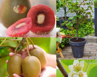 De JAPÓN Una nueva y distintiva variedad de kiwi: 'Akai kiseki', de carne rosa dulce, crece como un pequeño ÁRBOL ¡Autosuficiente! ¡Auto-FÉRTIL! Semillas.