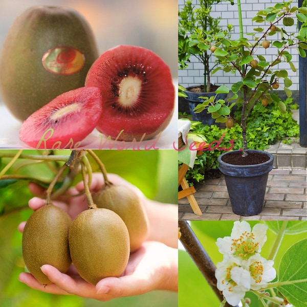 From JAPAN A new and distinct kiwi variety: 'Akai kiseki' Sweet Pink Flesh, Grows like a Small TREE Self-supporting! Self-FERTILE! Seeds.