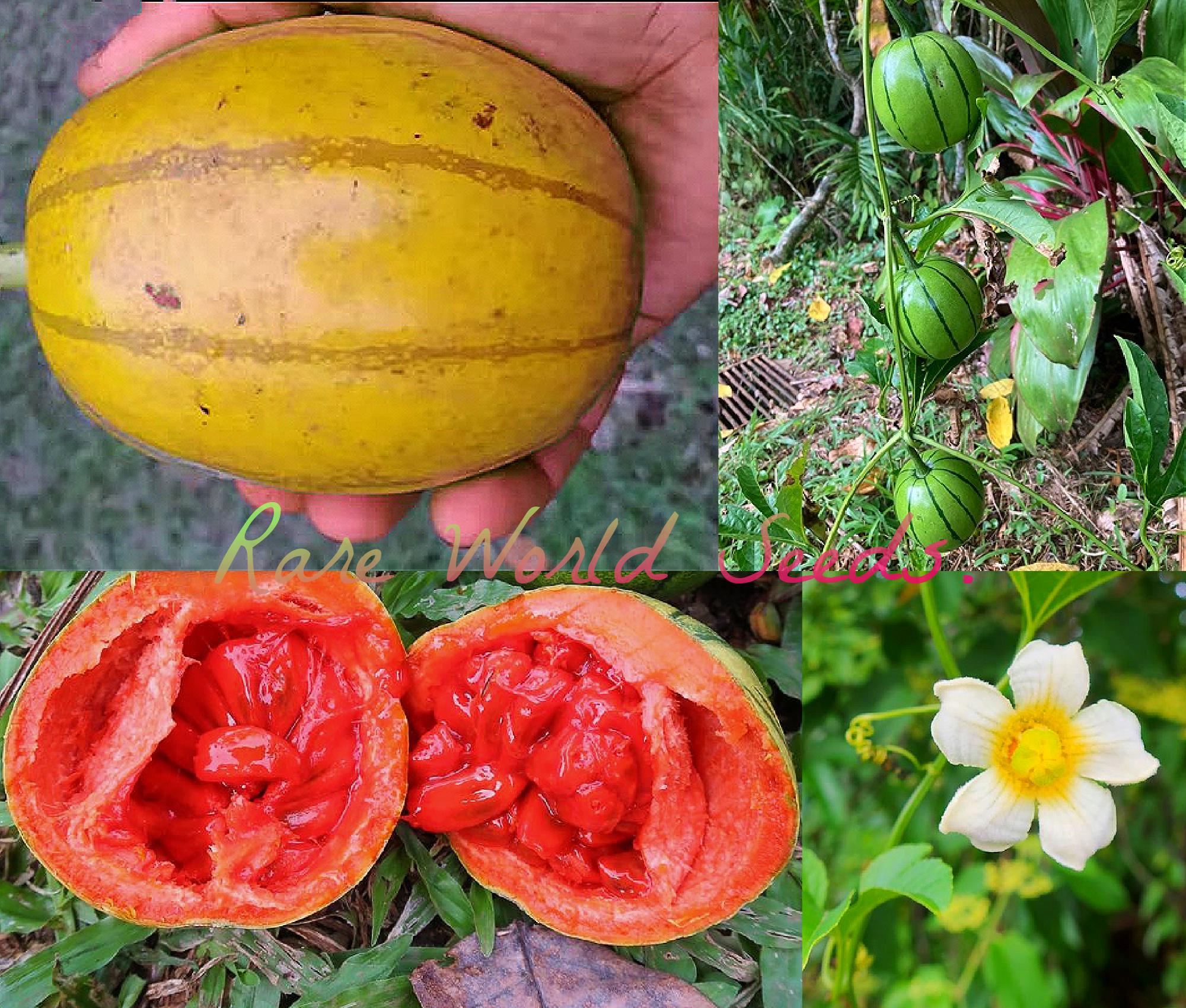 RARE Pack of 5 seeds: 'Chinese Passion Fruit’ (Cionosicys macranthus) edible, delicious fruits,  the size of a grapefruit! Climbing Vines.