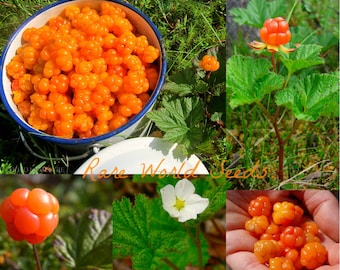 Zaden. Uniek/zeldzaam! Bergbraambes (Rubus chamaemorus) Arctische framboos is veelgevraagd als delicatesse. VERS 2023 - Uitzonderlijk winterhard -45c Zone 2.