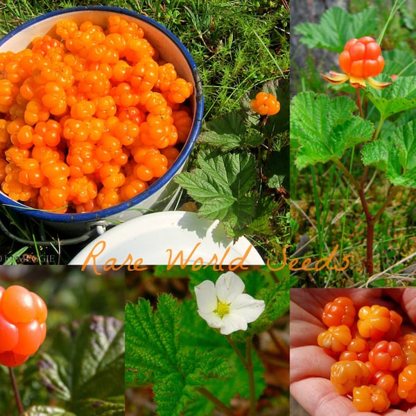 Seeds. Unique/Rare! Cloudberry (Rubus chamaemorus) Arctic raspberry great demand as a delicacy. FRESH 2023 -Exceptionally Hardy -45c Zone 2.