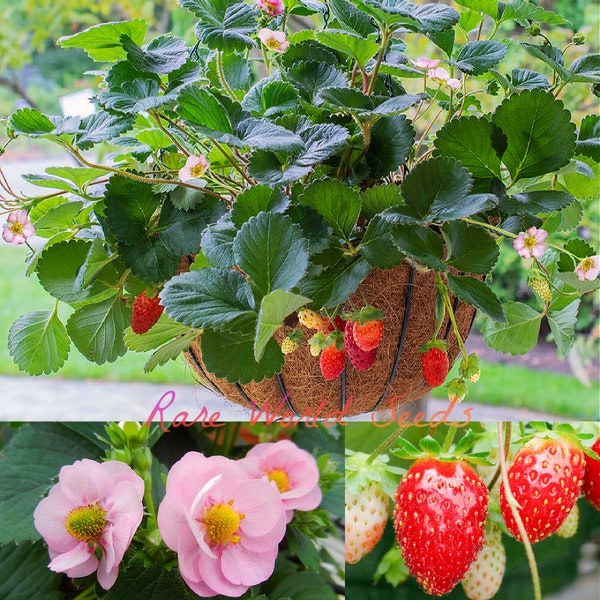 Fraise éternelle « Frisan » Belle et savoureuse avec des fleurs rose rosé et des baies sucrées ! Parfait pour les boîtes ou les paniers suspendus. GRAINES.