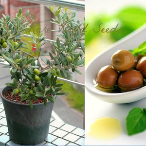 Arbequina olives - Etsy.de