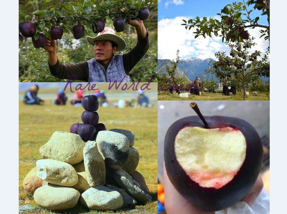 Seeds. From Tibet EXTREMELY RARE: 'Black Diamond' Apple, also