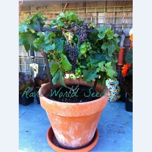 May include: A potted grape vine with dark purple grapes growing on a trellis. The vine is in a terracotta pot with a black plastic pot inside. The pot is sitting on a blue surface. The text "Rare World Seed" is written on the pot.