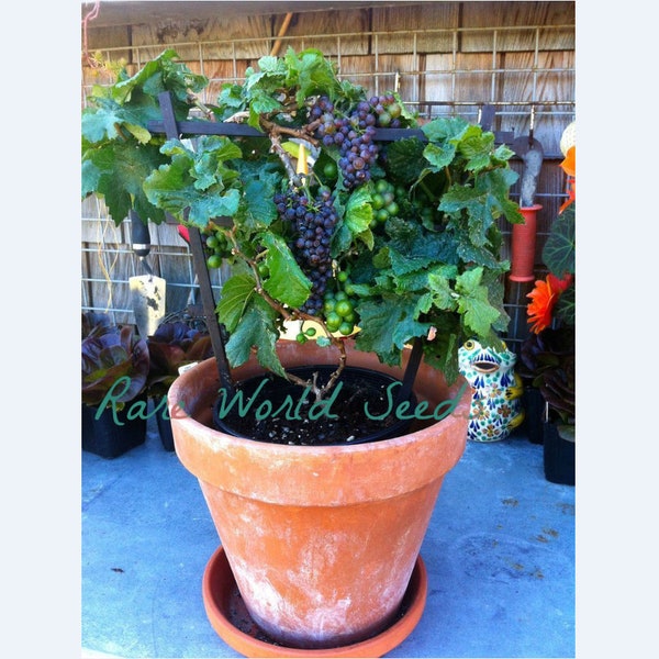 Seeds. UNIQUE and HARDY! (Zone 3)! Grape vine Pixie Grape 'Pinot Meunier' produces miniature clusters of grapes! Extra Rare .