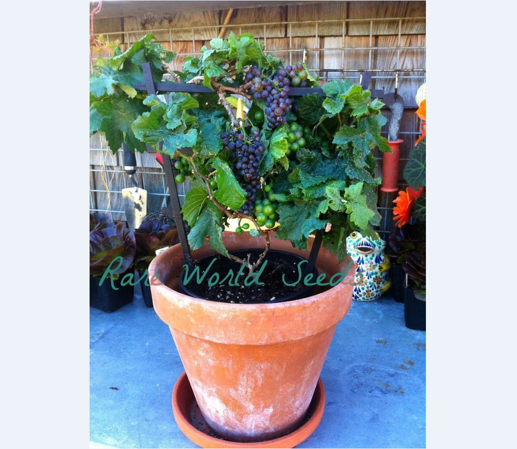 Seeds. UNIQUE and HARDY! (Zone 3)! Grape vine Pixie Grape 'Pinot Meunier' produces miniature clusters of grapes! Extra Rare .
