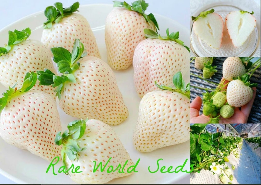 Japanese GOURMET Strawberries ‘tenshi No Mi’ (fruit of the Angels)  Rich Flavor AND Aroma A DELICACY! Hong Kong