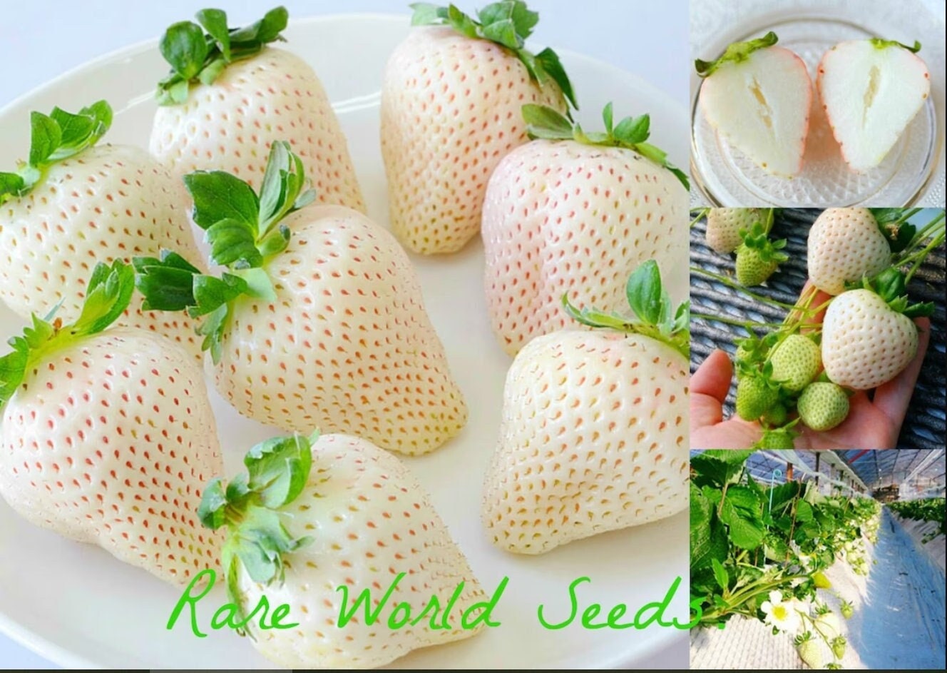 Seeds. Japanese GOURMET Strawberries 'tenshi No Mi' (fruit