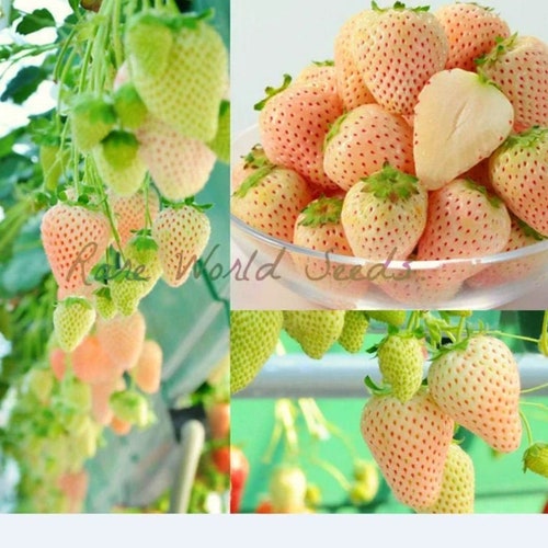 Seeds. New variety-RARE Japanese WHITE Strawberry 'White Asuka Ruby' Very sweet fruits and High producer!
