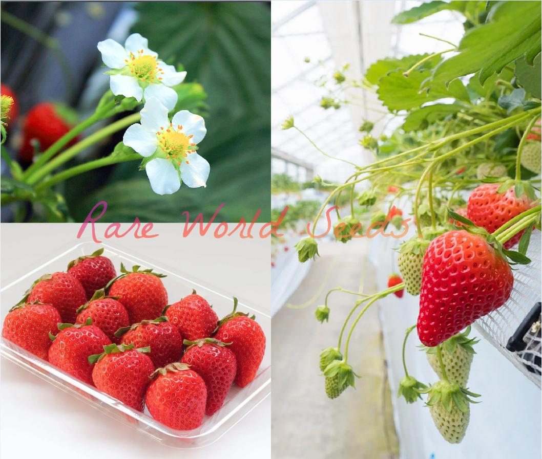 black strawberry seeds Rare Black Strawberries Seeds For Planting Grow Unique Juicy Dark  Strawberries In Your Garden Organic Garden Seeds  Pure Asia Seeds