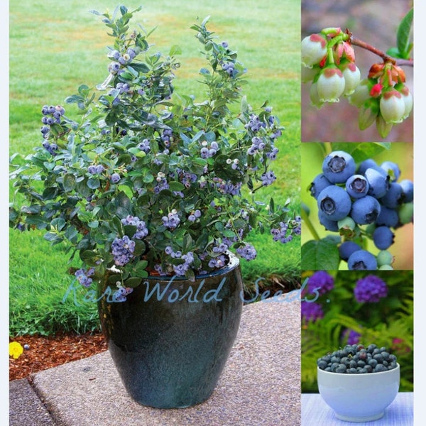 Seeds. Beautiful bush and sweet fruits! Dwarf Blueberry 'Sunshine Blue' 100% Self-fertile and Very Hardy.