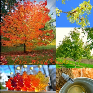 Samen. Unser berühmter kanadischer kanadischer Ahorn-Sirupbaum: 'Sugar Maple' (Acer saccharum) . EINZIGARTIGER Baum, der uns mit Frühlingsahornsirup versorgt!