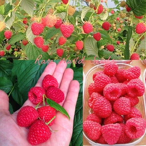 May include: Close-up image of ripe red raspberries growing on a vine. The raspberries are arranged in a bowl and in a hand. The image also includes the text "Rare World Seeds".