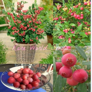 Seeds. FIRST EVER: pink blueberry! 'PinkBerry' Sweet BLUEBERRIES! . So pretty—so unique!