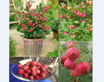 Seeds. FIRST EVER: pink blueberry! 'PinkBerry' Sweet BLUEBERRIES! . So pretty—so unique!