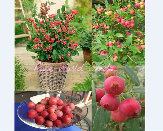 pink blueberry plant Blueberry 'Pink Lemonade'® young plants main image 0