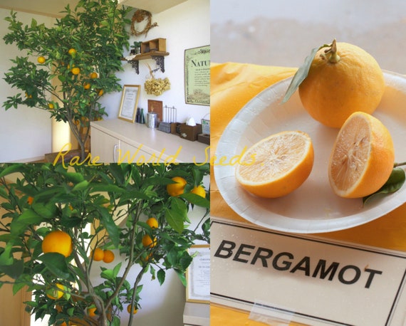 Seeds Orange Sweet Lemon Bergamot Citrus Bergamia Etsy