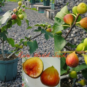 Seeds. RARE French Fig &#39;Figue d&#39;Or&#39; indoor or outdoor! VERY HARDY!! . Regarded as the best flavoured fig in France!