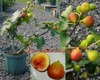 Seeds. RARE French Fig 'Figue d'Or' indoor or outdoor! VERY HARDY!! . Regarded as the best flavoured fig in France!