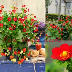 Könnte beinhalten: Nahaufnahme einer Topfpflanze mit Erdbeeren, die rote Blüten und reife rote Erdbeeren trägt. Die Pflanze steht in einem braunen Topf auf einem blauen Holztisch. Auf dem Tisch stehen ein Glas Saft und ein paar Brötchen. Das Bild zeigt auch eine Nahaufnahme einer einzelnen roten Erdbeerblüte.