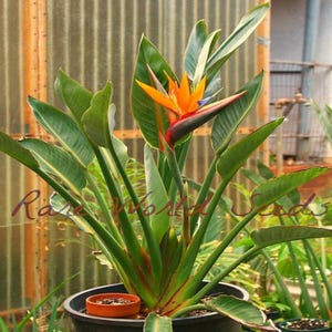 Semillas. Hermosa Strelitzia reginae, variedad rara de ave del paraíso enana. Se puede cultivar en interior y exterior. ¡Fácil de cultivar!