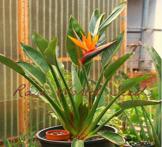 Samen. Schne Strelitzia reginae Seltene ZWERG Vielfalt der Paradiesvogel.  Kann im Innen- und / oder Auenbereich angebaut werden. Einfach zu zchten!  - Etsy sterreich