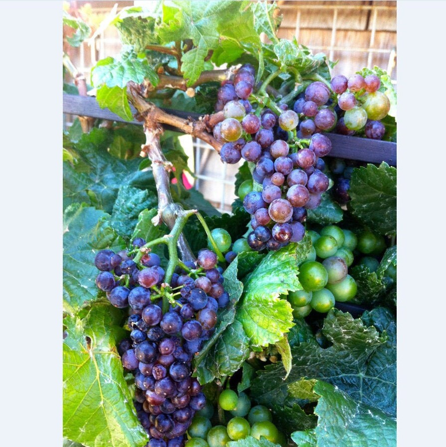 Seeds VERY Small and HARDY zone 3 Grape Vine Pixie Grape Etsy