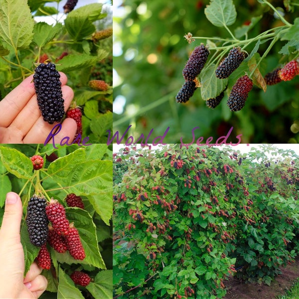 Brombeere ‘Columbia Giant’ Die mit Abstand größten Brombeeren, die wir je gesehen haben! Unglaublicher Geschmack! Dornenlose Stöcke! Samen.