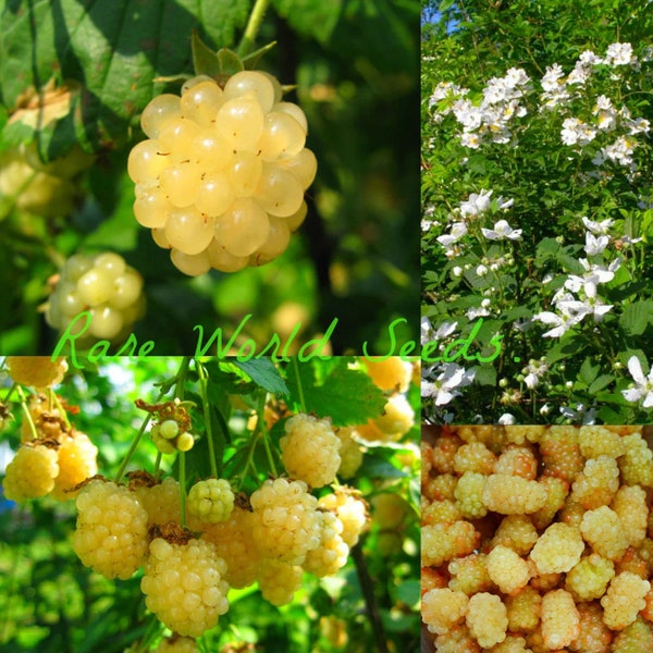 Semillas. ¡NUEVO Y RARO! ¡Moras blancas! Mora 'Polarberry' Rubus fruticosus. ¡Frutas dulces!