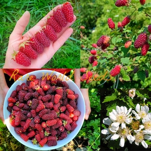 May include: A close-up of a bowl filled with ripe red and black raspberries. The raspberries are arranged in a bowl with a white background. The bowl is held by a person's hand. The image also shows a close-up of a raspberry bush with green leaves and red raspberries growing on the branches. The image also shows a close-up of a white flower with five petals.