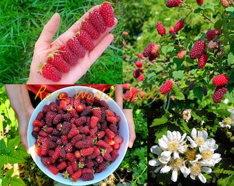 Tayberry 'Medana' Un croisement entre une Mûre et une Framboise rouge. Plus sucré, beaucoup plus gros et plus aromatique ! Graines.