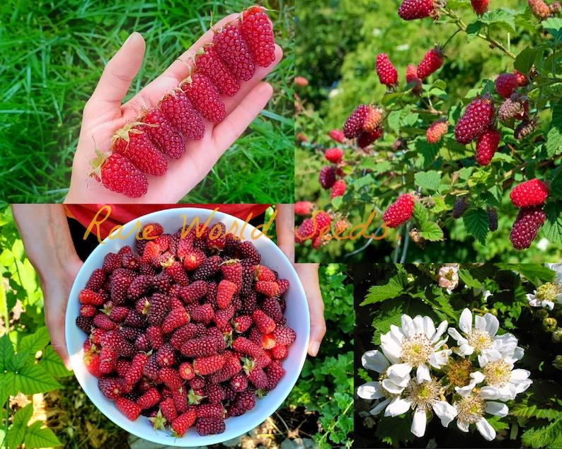 Tayberry 'Medana' A cross between a Blackberry and a red Raspberry. Sweeter, much larger, and more aromatic Seeds. image 1