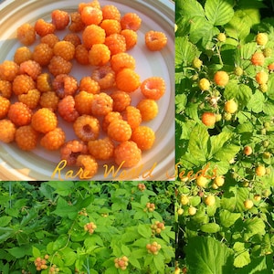 Pode incluir: Um prato de framboesas amarelas brilhantes, com um close-up da fruta e uma imagem de fundo da planta de framboesa. O texto "Rare World Seeds" é visível na imagem.