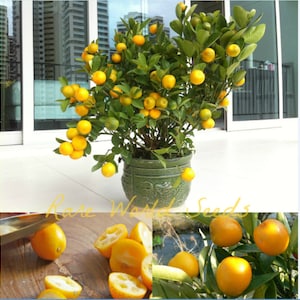 May include: A small potted citrus tree with green leaves and yellow fruit. The tree is in a green and white ceramic pot. The tree is on a balcony with a view of a city in the background. The text "Rare World Seeds" is visible in the image.