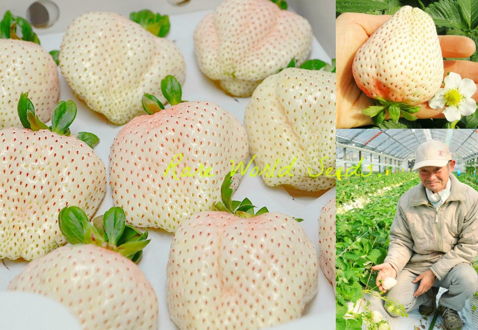Seeds Japanese GOURMET Strawberries yuki Usagi Rich Flavor Etsy
