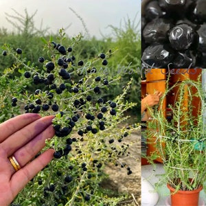 May include: A close-up of a bush with small, dark purple berries. The berries are clustered together on the branches. A hand is reaching out to touch the berries. The image also shows a close-up of the berries, and a potted plant with the berries growing on a trellis.