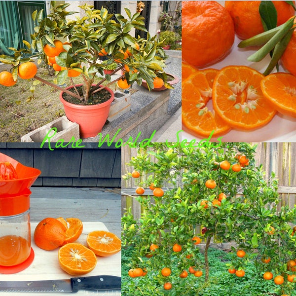 Seeds. Small/Bush habit Tangerine 'Dancy' (Citrus reticulata) juicy and tasty deep orange flesh fruits Easy to grow indoor!