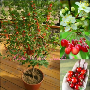 Puede incluir: Un pequeño cerezo con cerezas rojas que crecen en él. El árbol está en maceta en una maceta marrón y está sentado en una terraza de madera. El árbol está rodeado de hojas verdes. La imagen también muestra primeros planos de las cerezas y las flores del cerezo.