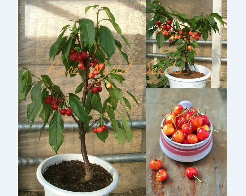 Samen. Super SÜß Mini Kirschbaum 'Zwerg regener' für Etsy.de