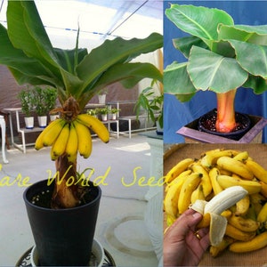 Seeds. Musa "Novak" Super Dwarf Miniature BANANA tree: grows only 3-4' tall!! . The smallest dwarf banana we've seen! Edible sweet fruits!