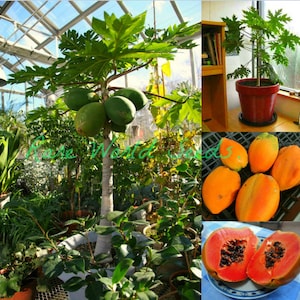 May include: A papaya tree bearing green fruit and large, green leaves. The image also shows ripe, orange papayas, and a cross-section of a papaya. The text "Rose World" is visible.