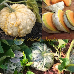 May include: A close-up of a pale yellow melon with a bumpy texture, a green melon with a mottled pattern, and slices of a melon with a pale green rind and orange flesh. The melons are growing in a garden.