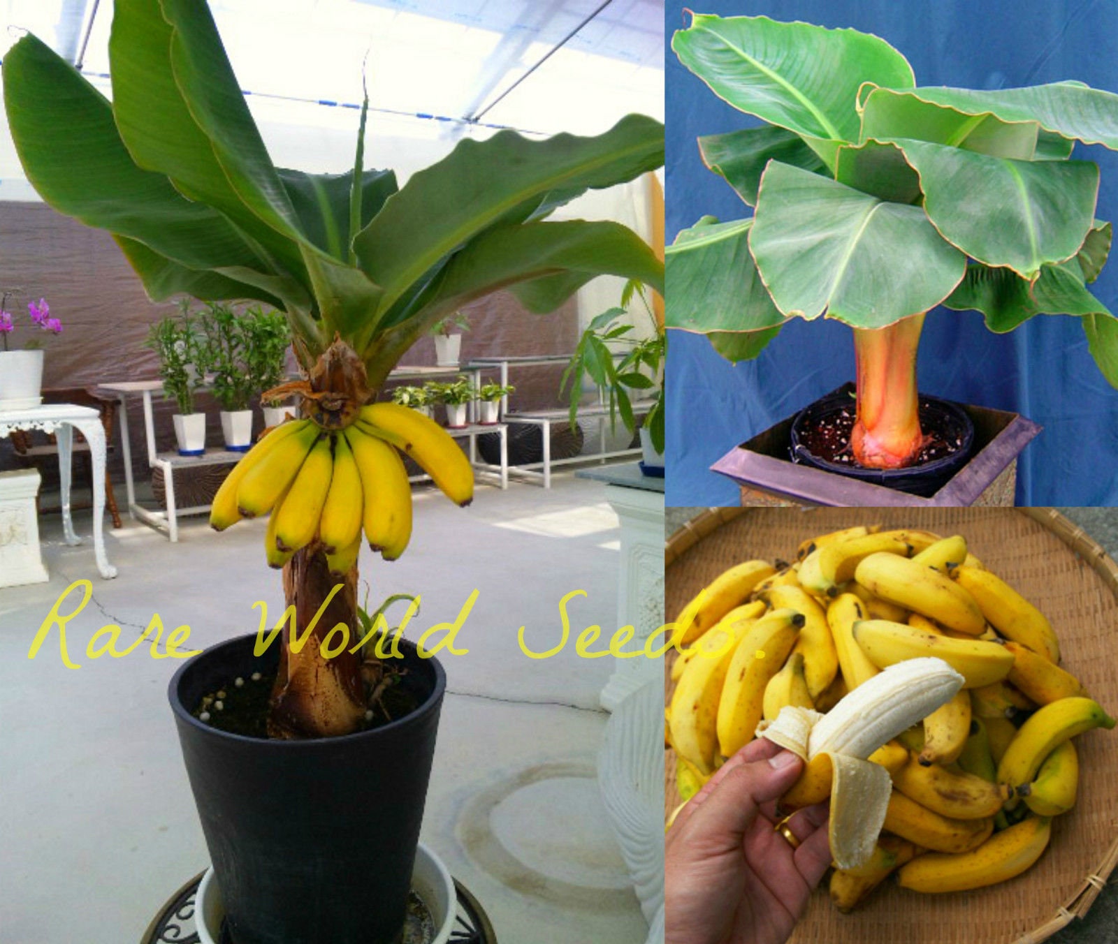 dwarf musa novak grows wish smallest banane bananas bananenbaum skillofking
