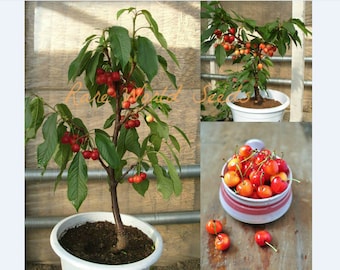 Graines. Mini cerisier 'Dwarf Rainier' Fruits super sucrés, Pour les petits contenants, peut être cultivé en intérieur ! RARE