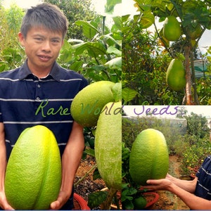 May include: A man holds a large, green, oval-shaped fruit. The fruit is about the size of his head. The fruit is a type of citrus fruit, possibly a pomelo or a grapefruit. The man is standing in a garden with other citrus trees in the background. The text "Rare World Seeds" is visible in the image.