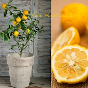 Seeds. 'Yuzu' rare/costly fruit from Japan hardy citrus: withstand −12C (10F) A cross between a lemon/mandarin/grapefruit! Very AROMATIC!